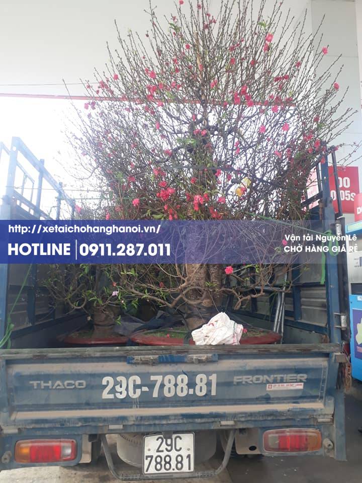 chở cây cảnh, cây xanh bằng xe tải ở Hà Nội